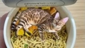 Pussy in a surprising place