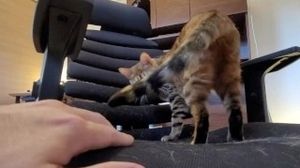 Pussy's body is honest ..... Unable to resist, her body reacts and she feels it.