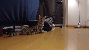 Pussy wants to play with toys and invites you to bed ... . You watch pussy play alone